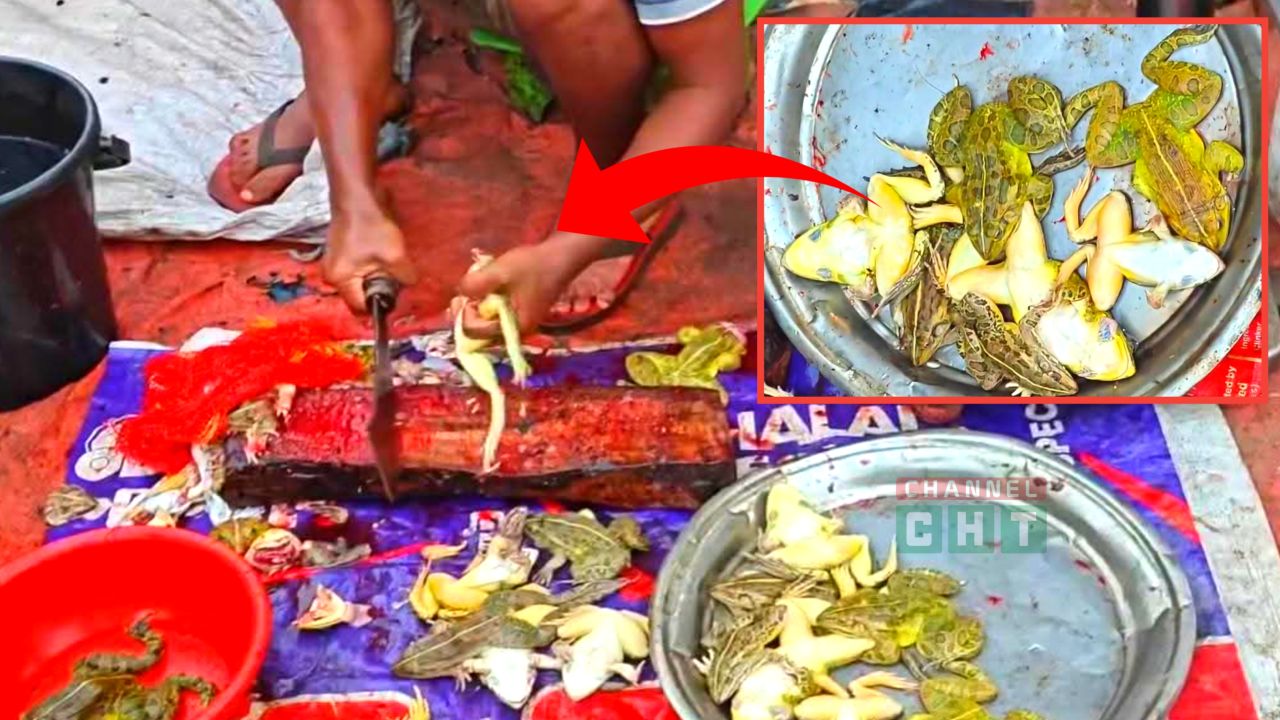 পার্বত্য চট্টগ্রামে উপজাতিদের অবাধে ব্যাঙ শিকার: হুমকিতে পাহাড়ের জীববৈচিত্র্য।